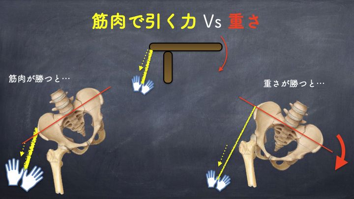 筋肉で引く力と重さ